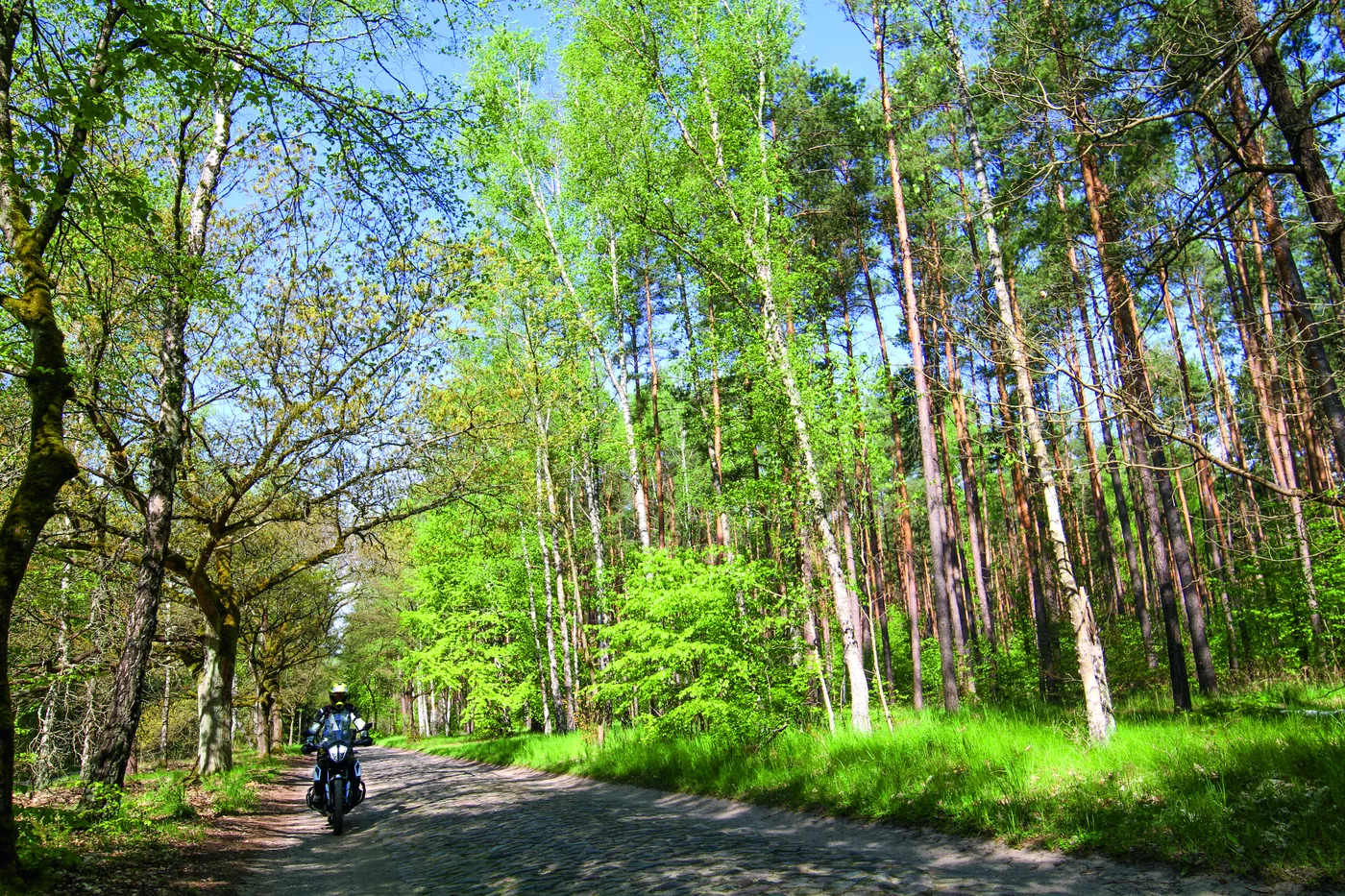 Motorrad auf einer Straße durch lichten Kiefern- und Birkenwald